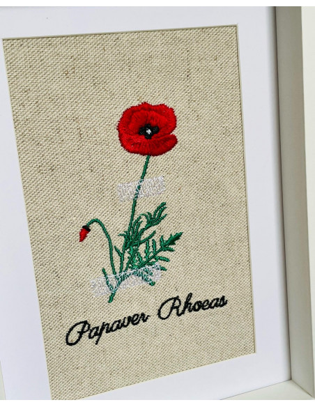 Herbier coquelicot