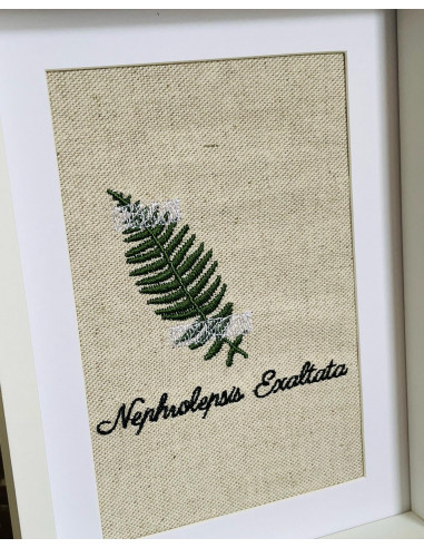 Herbier fougère