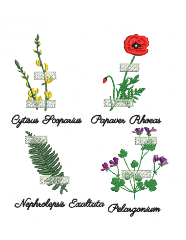 Herbier genêt