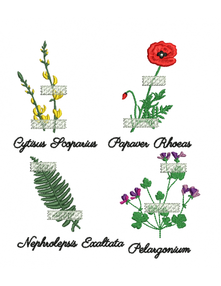 Herbier genêt