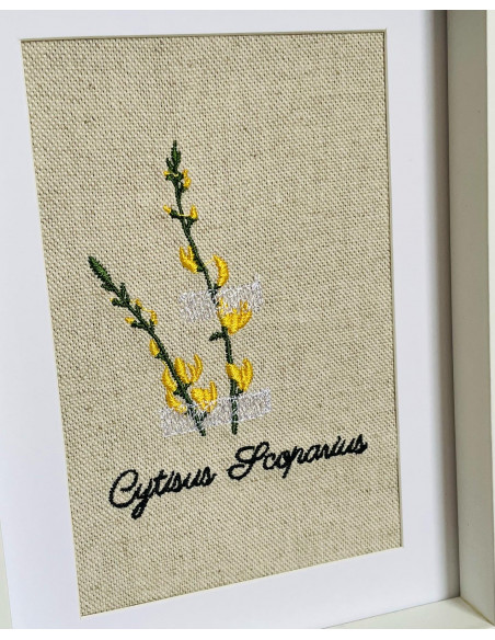 Herbier genêt